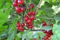 Red juicy berries. Tasty and healthy. Red currant, ordinary, garden
