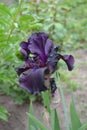 Iris. Perennial rhizomatous plant of the Iris family Iridaceae