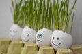 Angry and happy emotions faces drawing in the eggs shell. Fresh growing wheat sprouts Royalty Free Stock Photo
