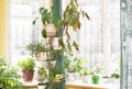 Home garden with green potted house plants on flower stand near windows and on windowsills in sunny winter day. Royalty Free Stock Photo