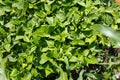 Home garden with green vegetables