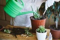 Home garden. Houseplant symbiosis. How to Transplant Repot a Succulent, propagating succulents. Woman gardeners hand transplanting