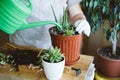 Home garden. Houseplant symbiosis. How to Transplant Repot a Succulent, propagating succulents. Woman gardeners hand transplanting