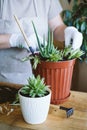 Home garden. Houseplant symbiosis. How to Transplant Repot a Succulent, propagating succulents. Woman gardeners hand transplanting