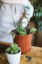 Home garden. Houseplant symbiosis. How to Transplant Repot a Succulent, propagating succulents. Woman gardeners hand