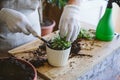 Home garden. How to Transplant Repot a Succulent, propagating succulents. Woman gardeners hand transplanting cacti and succulents