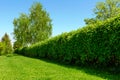 Hedge in the garden Royalty Free Stock Photo