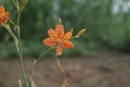 Home Garden: Leopard Lily, Blackberry Lily, Leopard Flower Blooms Royalty Free Stock Photo