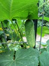 Home Garden with Mature Green Pickling Cucumber Plants