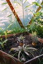 home garden pineapple cultivation hothouse foliage