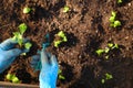 Home garden. Plant seedlings in soil and hands.Planting seedlings in the garden.Gardening and growing vegetables Royalty Free Stock Photo