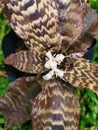 Home garden plant with snake like leaves and white flowers