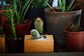 Home garden and potted green plants of cactuses, succulents. Flower pots indoors Royalty Free Stock Photo