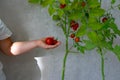 Home garden tomato bushes with Mature fruits, on the background of a hand with tomatoes