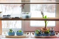 Home garden on the windowsill, various plants under the phytolamp Royalty Free Stock Photo