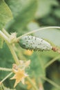 A little young cucumber. Close-up.