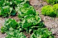 Home gardening allows individuals to cultivate their own organic green vegetables, such as lettuce Royalty Free Stock Photo