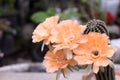 Home Gardening - Beautiful Orange Cactus Flower Blooming Against Nature