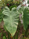 Home Gardening Beautiful Taro Trees