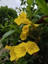 Home Gardening beautiful Yellow Flowers