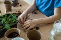Home gardening, children`s hands of a gardener child planting dill and parsley seedlings, and watering plants seedlings in eco Royalty Free Stock Photo