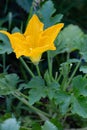 Home gardening: close-up of big yellow flower zucchini