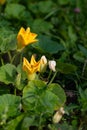 Home gardening: close-up of big yellow flower zucchini
