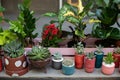 Home gardening concept. Collection of houseplants and ornamental plants in pots. Plant care. Modern composition of home garden. Mi