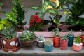 Home gardening concept. Collection of houseplants and ornamental plants in pots. Plant care. Modern composition of home garden. Mi