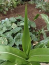 Home Gardening Corn tree Leaves