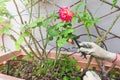 Home gardening. Drip irrigation system and drippers in flower pot Royalty Free Stock Photo