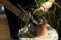 Home gardening. Flower care, Nolina, Ponytail Palm