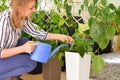 Home gardening inside, woman watering indoor flowers at home