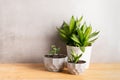 Home gardening landscaping. Various green plants in decorative gray pots on a wooden table. Copy space banner.