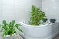 Home gardening. A large indoor flower stands in bath for washing. Watering and caring for plants. Clean air at home. The