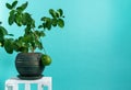 Home gardening: Lemon tree in a large green pot on a blue background