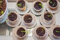 Home gardening and planting multiple pepper or paprika plants from seed and watching how new life starts with good care and