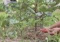 Home gardening - Fertilizing okra Ladies` Fingers