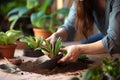 Home gardening Woman cares for sansevieria, transplanting into new pot