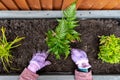 Home gardening woman planting new fern plants Polypodiopsida or Polypodiophyta into garden planter.