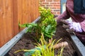 Home gardening woman planting new plants into garden planter. Creating a new planter in garden.