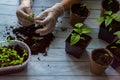 Home gardening. Woman`s hands are holding a young tomato seedling for transplanting into pots. Blue wooden background Royalty Free Stock Photo