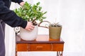 Home gardening. Young woman cares at home for succulent in the home garden.