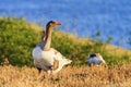 Home geese by the river at sunset Royalty Free Stock Photo