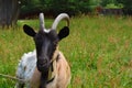 Home goat close up. Head of a goat with horns