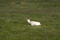 Home goat graze in the village on a green lawn