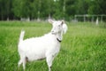 Home goat in the meadow