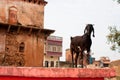 Home goat stands on the roof of dwelling