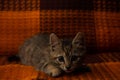 Home gray spotted cat on a checkered blanket