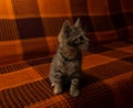 Home gray spotted cat on a checkered blanket